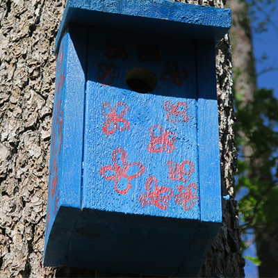 Fågelholk på träd.